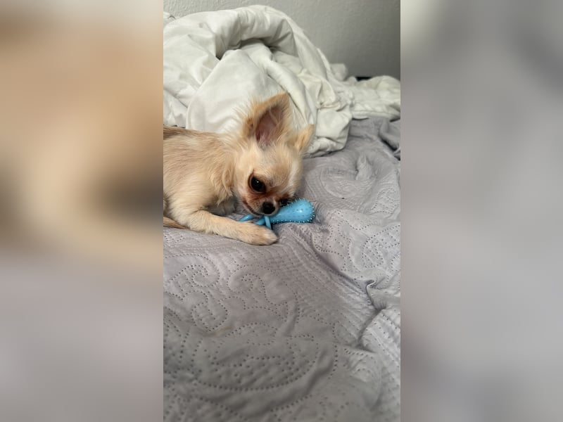 Chihuahua Rüde Pegasus