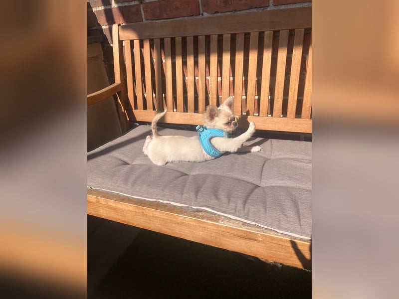 Chihuahua Rüde Pegasus