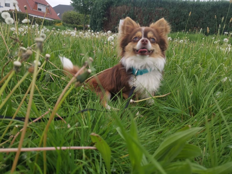Wunderschöner Chihuahua Rüde sucht ein liebevolles zu Hause.