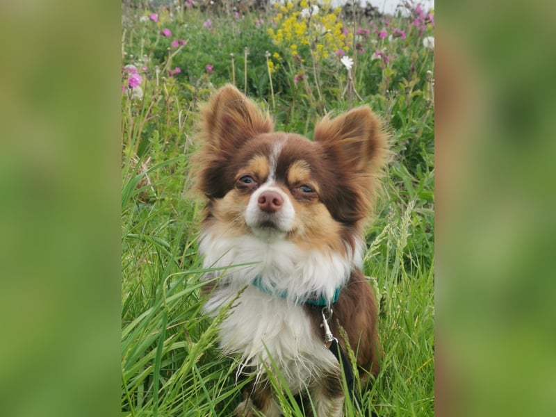 Wunderschöner Chihuahua Rüde sucht ein liebevolles zu Hause.