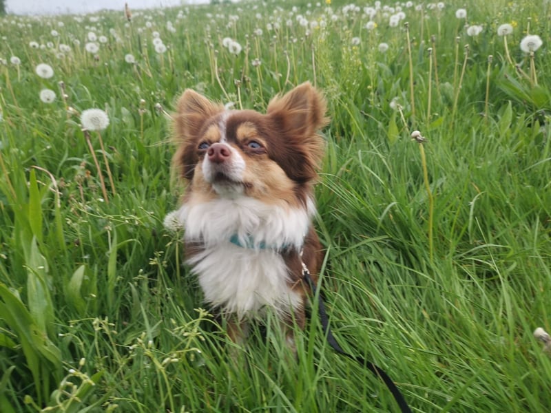Wunderschöner Chihuahua Rüde sucht ein liebevolles zu Hause.