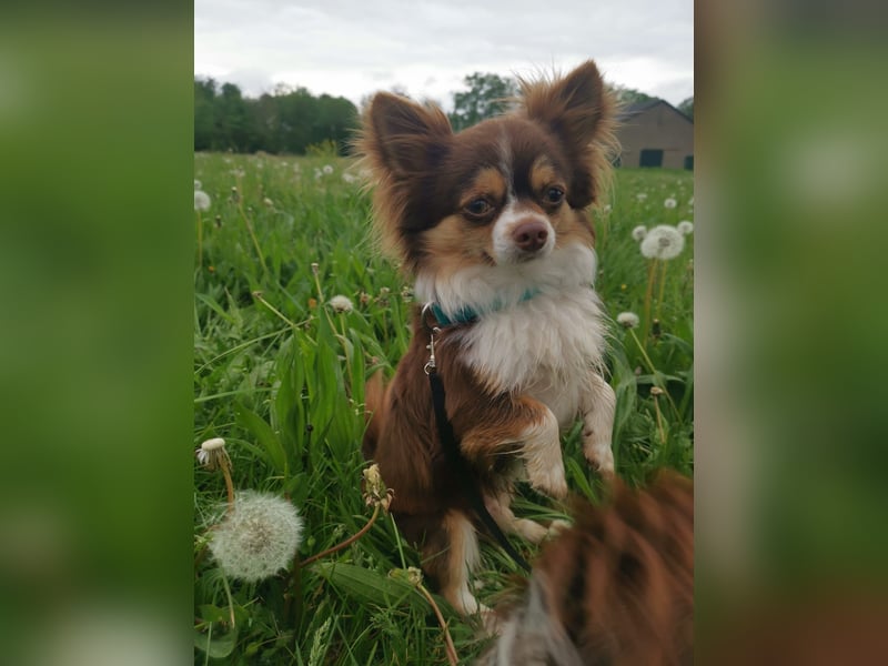 Wunderschöner Chihuahua Rüde sucht ein liebevolles zu Hause.