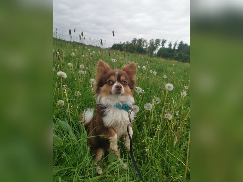 Wunderschöner Chihuahua Rüde sucht ein liebevolles zu Hause.