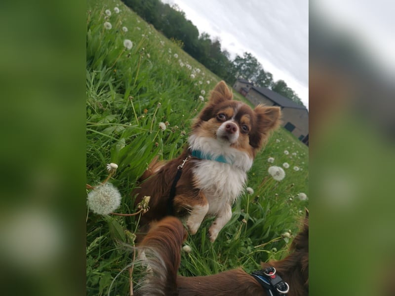 Wunderschöner Chihuahua Rüde sucht ein liebevolles zu Hause.