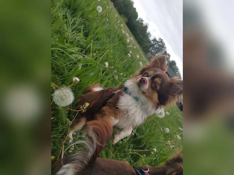 Wunderschöner Chihuahua Rüde sucht ein liebevolles zu Hause.
