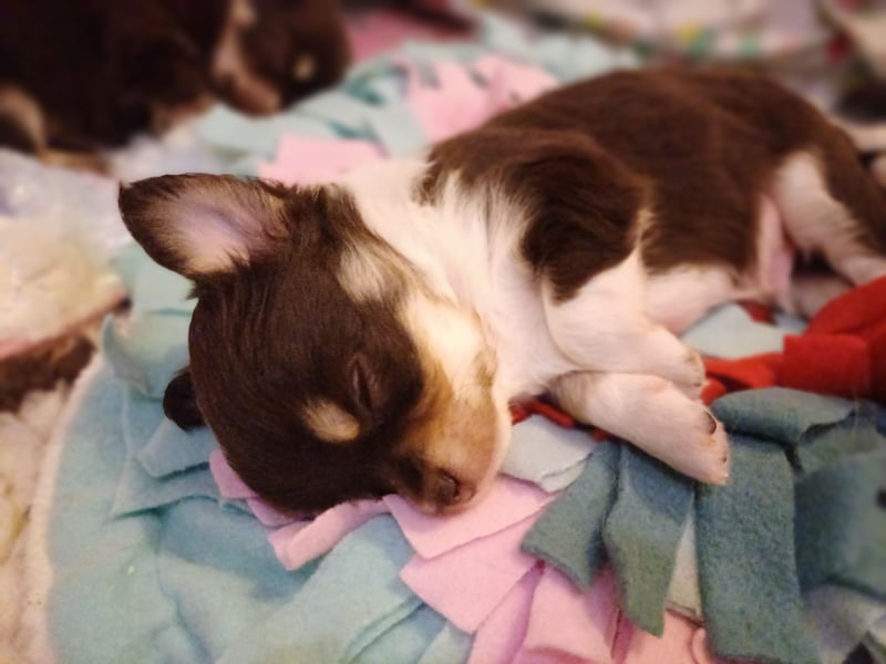 Traum Wurf Chihuahua Prinzen  in Schoko Husky