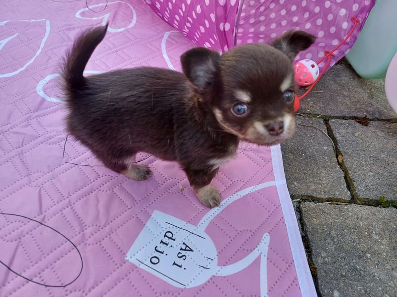 Traum Wurf Chihuahua Prinzen  in Schoko Husky