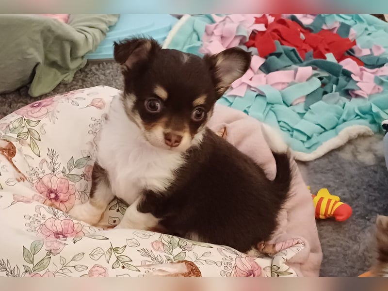 Traum Wurf Chihuahua Prinzen  in Schoko Husky