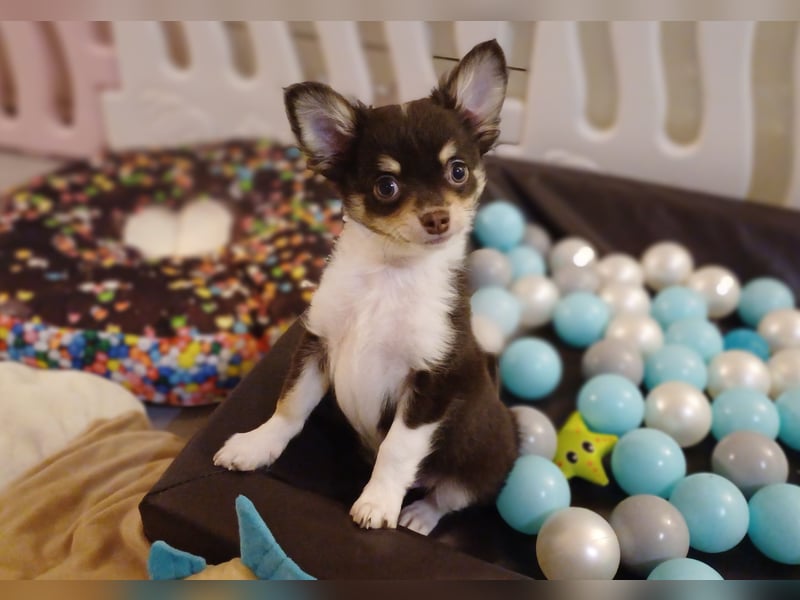 Traum Wurf Chihuahua Prinzen  in Schoko Husky