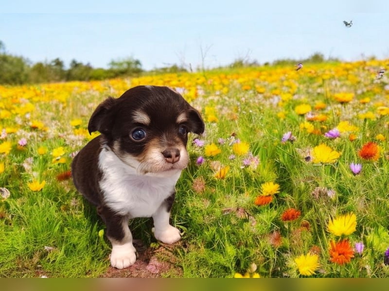Traum Wurf Chihuahua Prinzen  in Schoko Husky