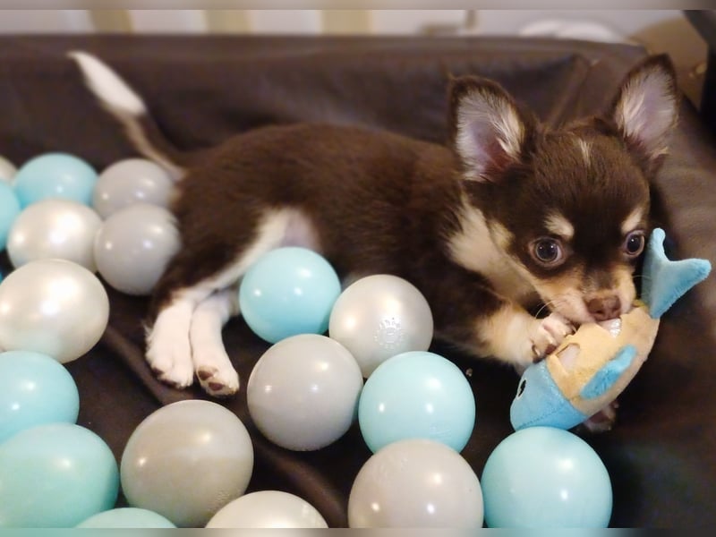 Traum Wurf Chihuahua Prinzen  in Schoko Husky