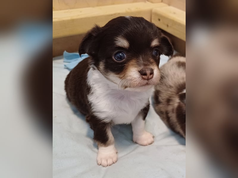 Traum Wurf Chihuahua Prinzen  in Schoko Husky