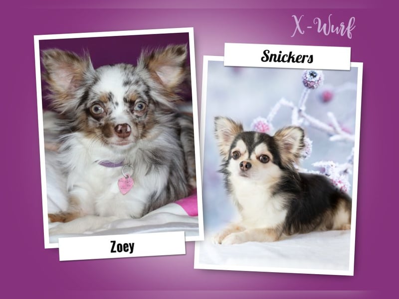 Traum Wurf Chihuahua Prinzen  in Schoko Husky