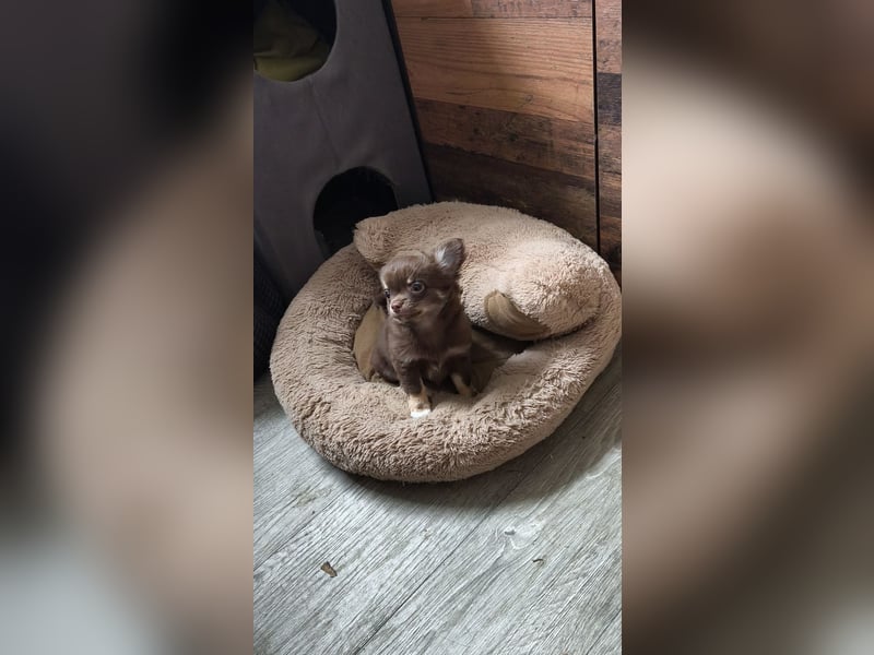 Langhaar Chihuahua Welpen mit Ahnentafel Rüden