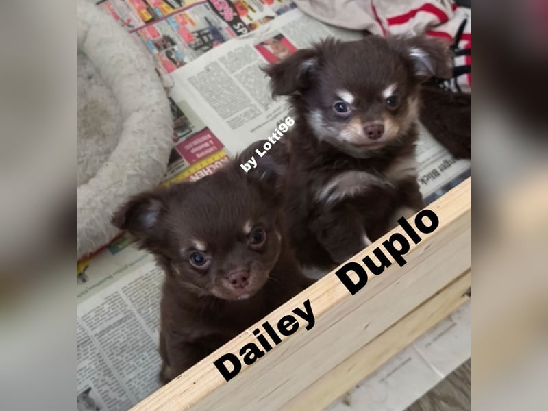 Duplo