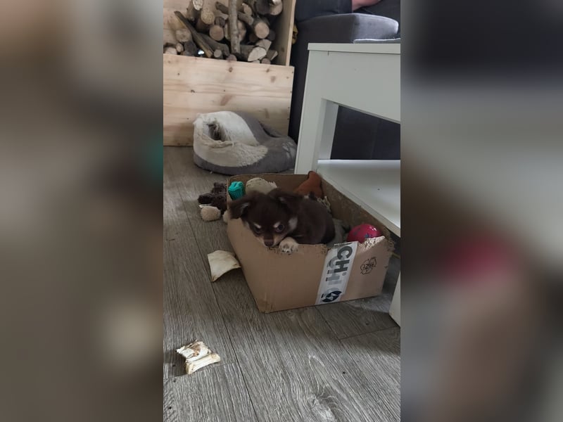 Langhaar Chihuahua Welpen mit Ahnentafel Rüden