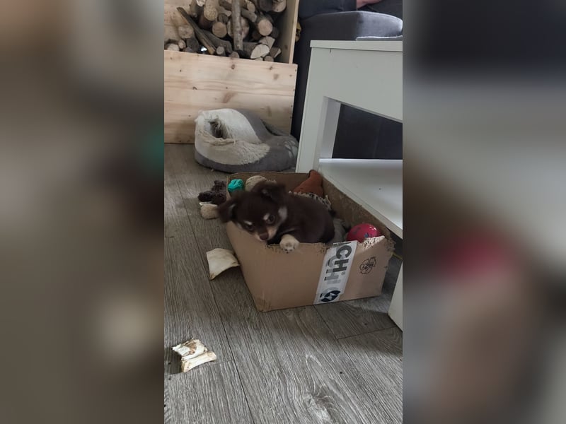 Langhaar Chihuahua Welpen mit Ahnentafel Rüden