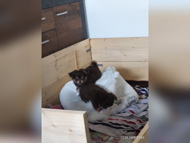 Langhaar Chihuahua Welpen mit Ahnentafel Rüden
