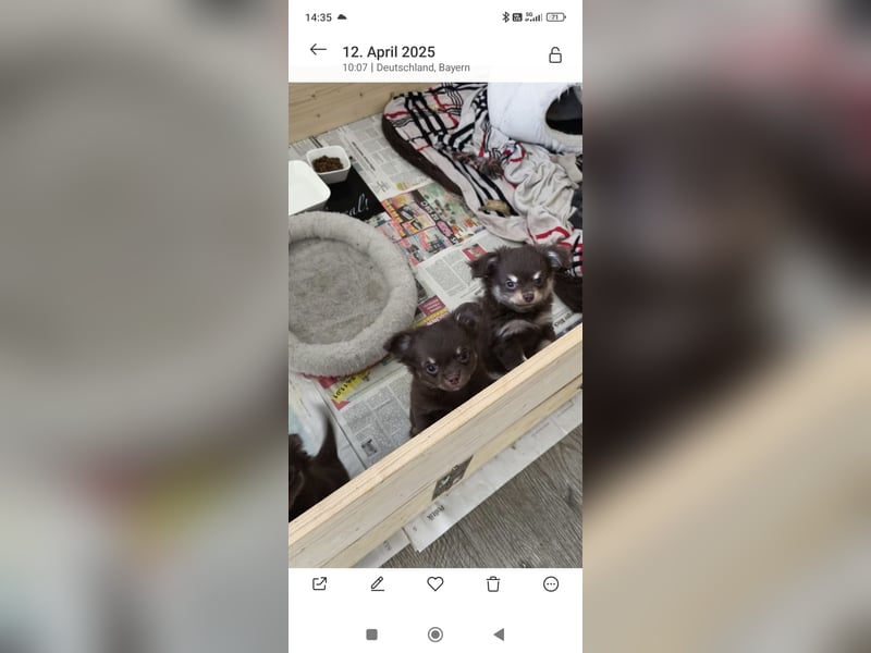 Langhaar Chihuahua Welpen mit Ahnentafel Rüden