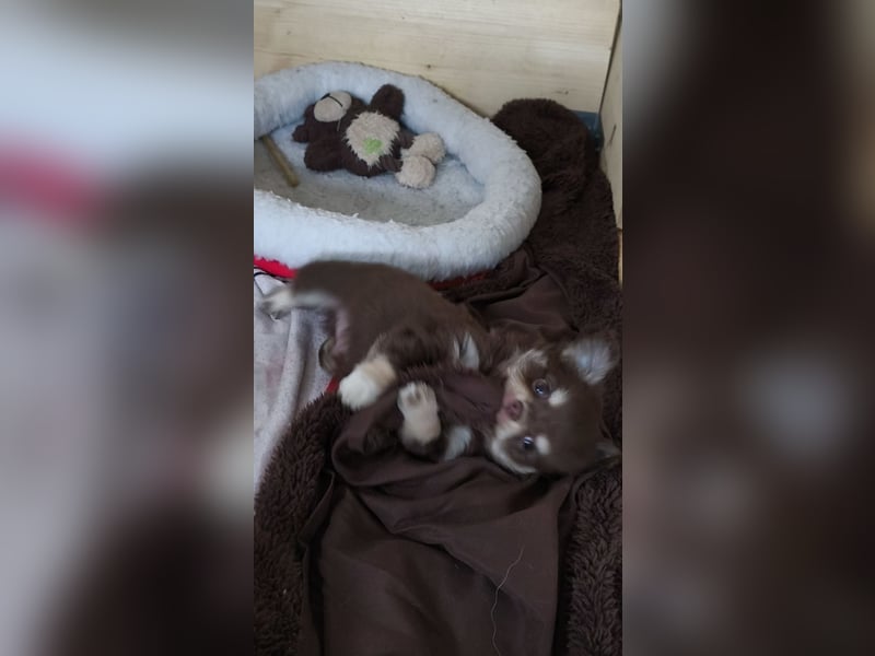 Langhaar Chihuahua Welpen mit Ahnentafel Rüden