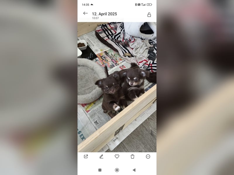 Langhaar Chihuahua Welpen mit Ahnentafel Rüden