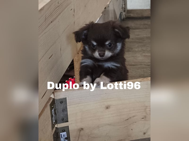 Duplo