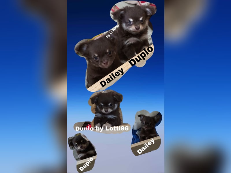 Langhaar Chihuahua Welpen mit Ahnentafel Rüden