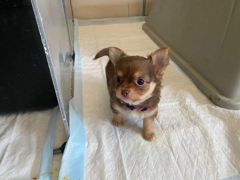 Supersüsse Chihuahua Welpen