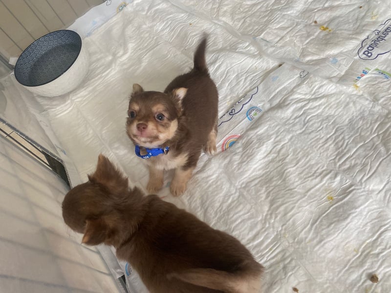 Supersüsse Chihuahua Welpen