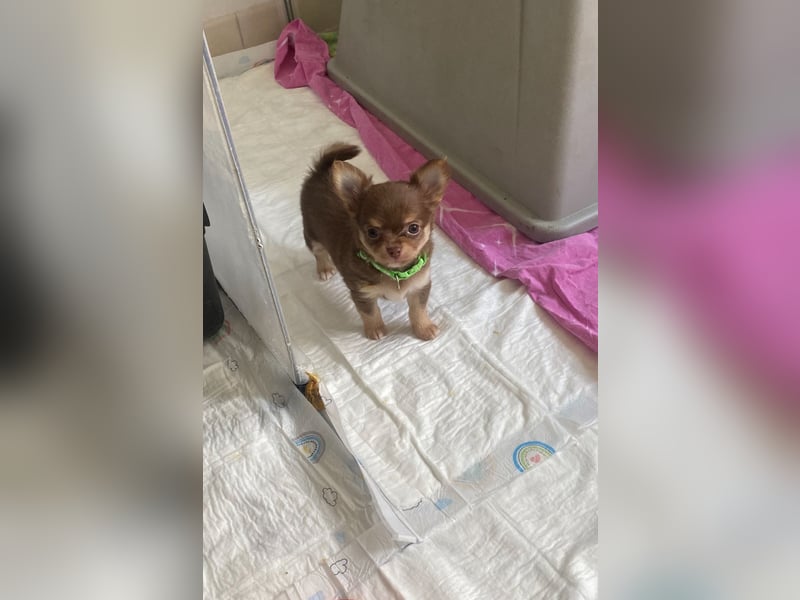 Supersüsse Chihuahua Welpen
