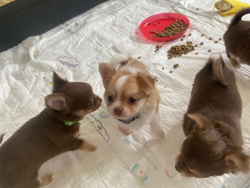 Supersüsse Chihuahua Welpen