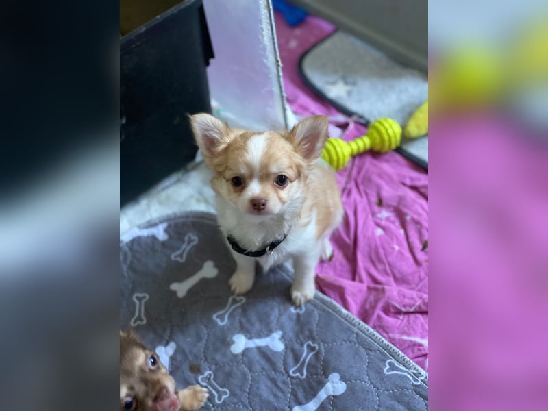 Supersüsse Chihuahua Welpen