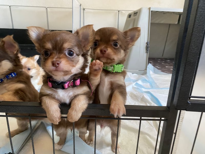Supersüsse Chihuahua Welpen