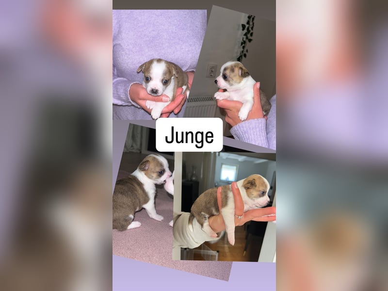 Chihuahua Welpen