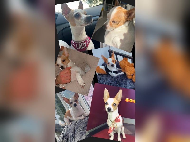 Chihuahua Welpen
