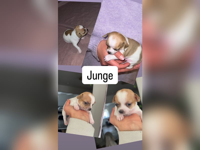 Chihuahua Welpen