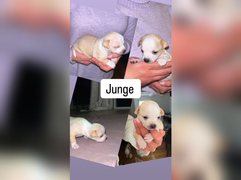 Chihuahua Welpen