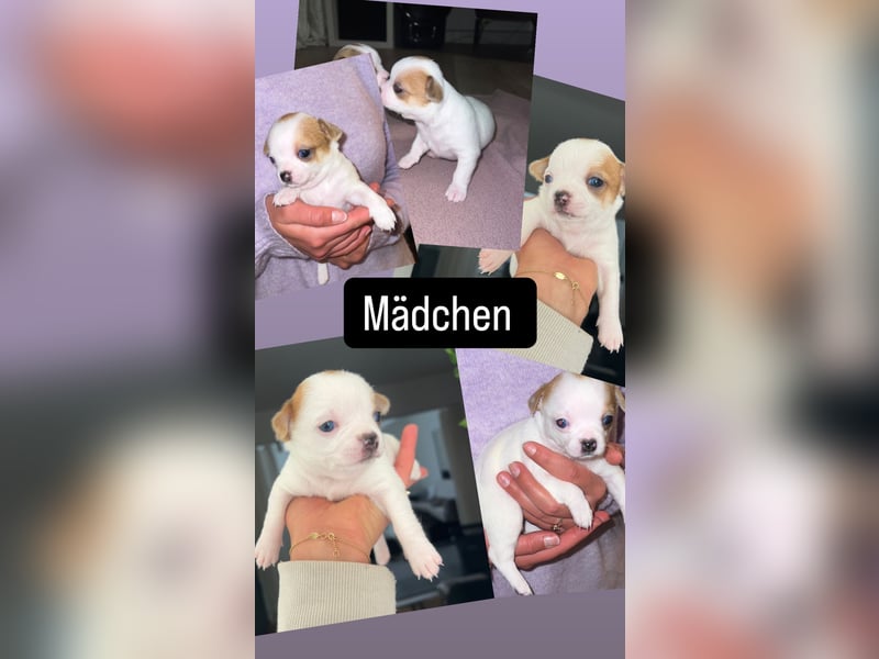 Chihuahua Welpen