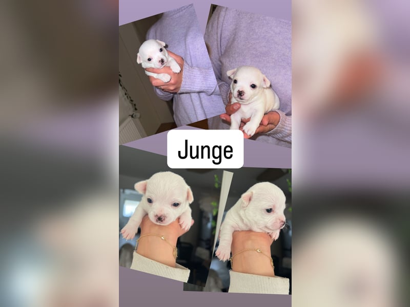 Chihuahua Welpen