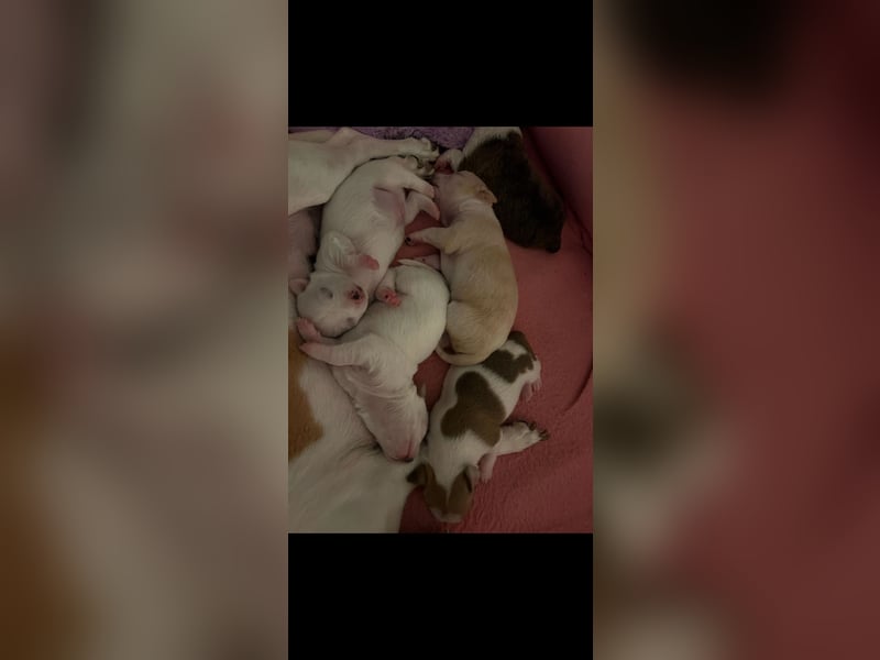 Chihuahua Welpen