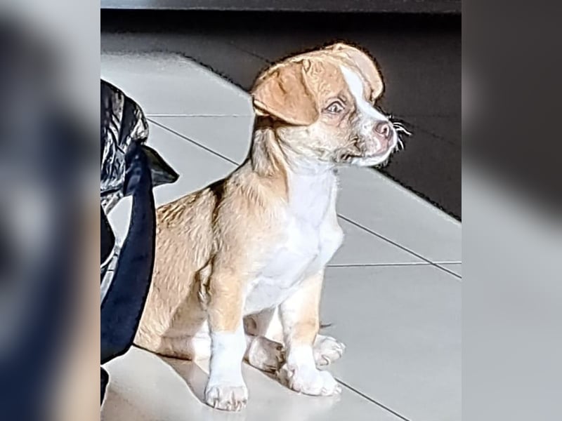 Chihuahua Havaneser Mix Welpen