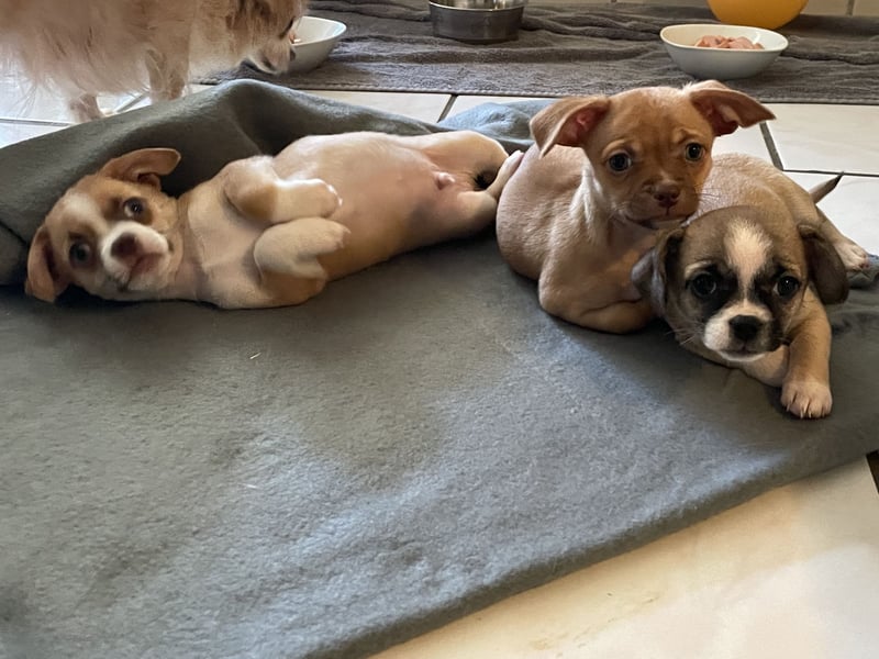 Chihuahua Havaneser Mix Welpen
