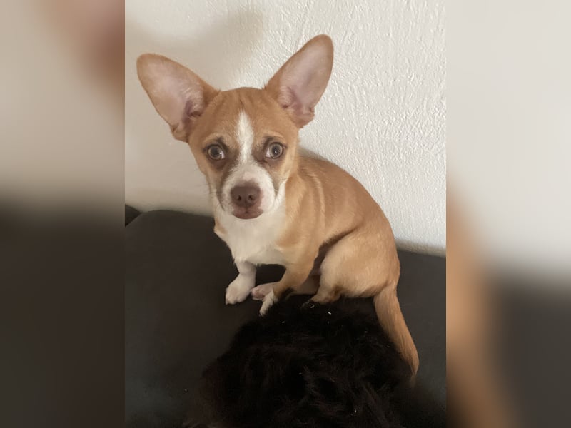 Chihuahua Havaneser Mix Welpen