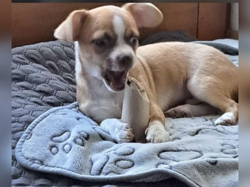 Chihuahua Havaneser Mix Welpen
