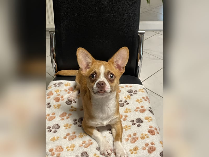 Chihuahua Havaneser Mix Welpen