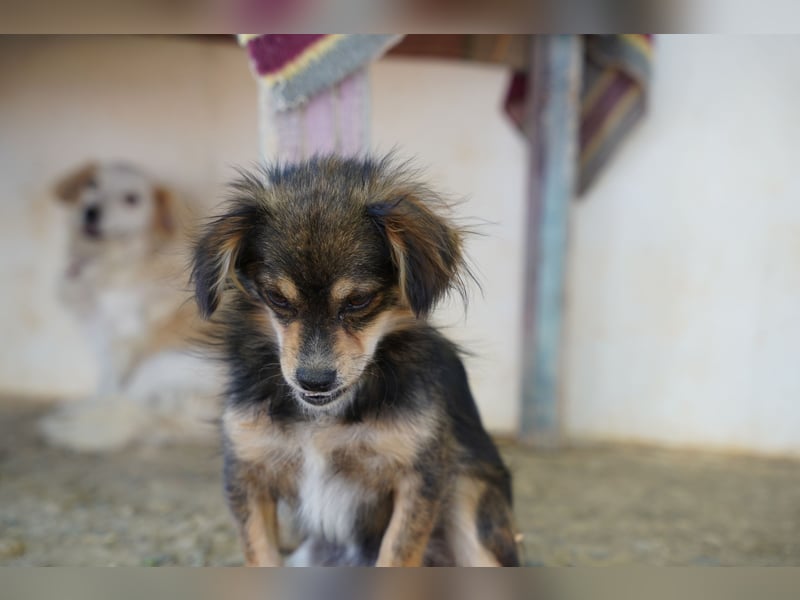Bubu – kleiner Schatz mit großem Herzen