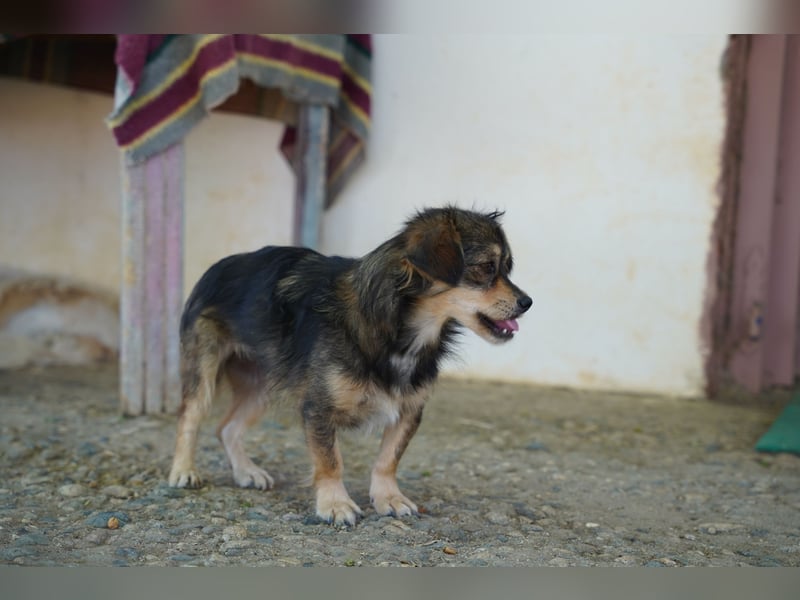 Bubu – kleiner Schatz mit großem Herzen