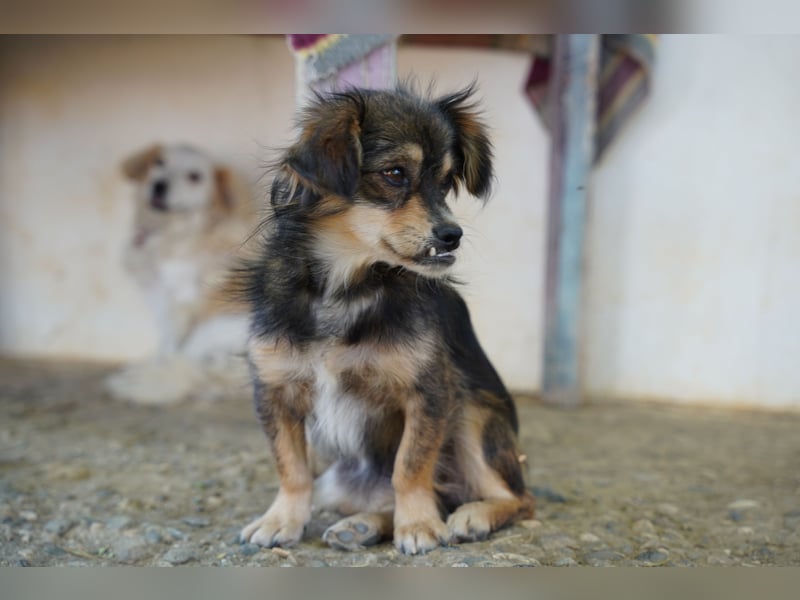 Bubu – kleiner Schatz mit großem Herzen