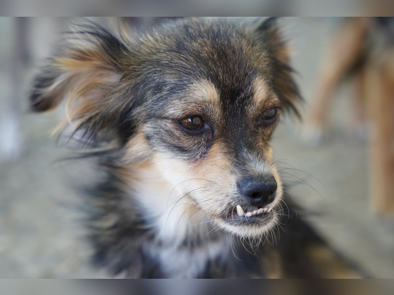 Bubu – kleiner Schatz mit großem Herzen