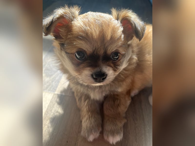 8 Wochen alte Chihuahua, Pomeranian Malteser Mix